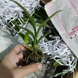 Lan denro nắng Pensoda cây con