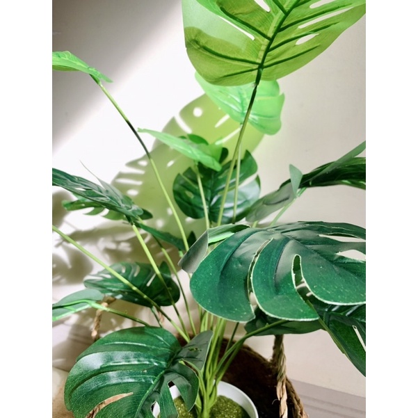 Cây Lá Rùa / Cây Trầu Bà Monstera Giả