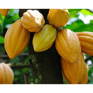 trái ca cao tươi (1kg)