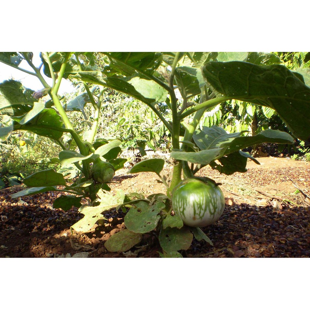 ( HOT ) Hạt giống cà bát xanh cao sản (cà da ếch) 0.5gr