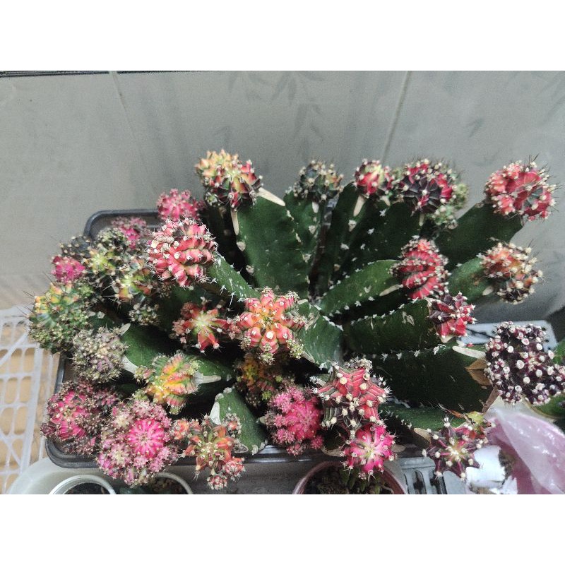 Xương rồng lem BRtháp , sp độc đáo cho dân sưu tầm các loại xương rồng màu