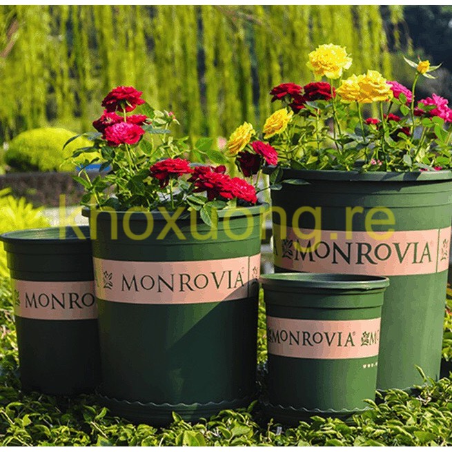 5 Bộ Chậu Nhựa MONROVIA Nhập Khẩu - Gallon Long Phụng ATP - Chậu Decor Trang Trí + Tặng Đĩa Lót (5Gallon)