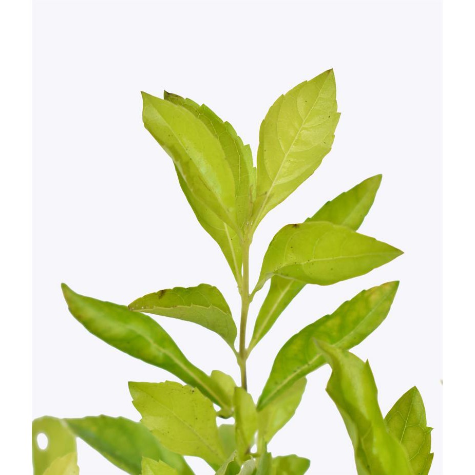 Cây hoa chuỗi ngọc xanh - Cây có bầu đất khỏe