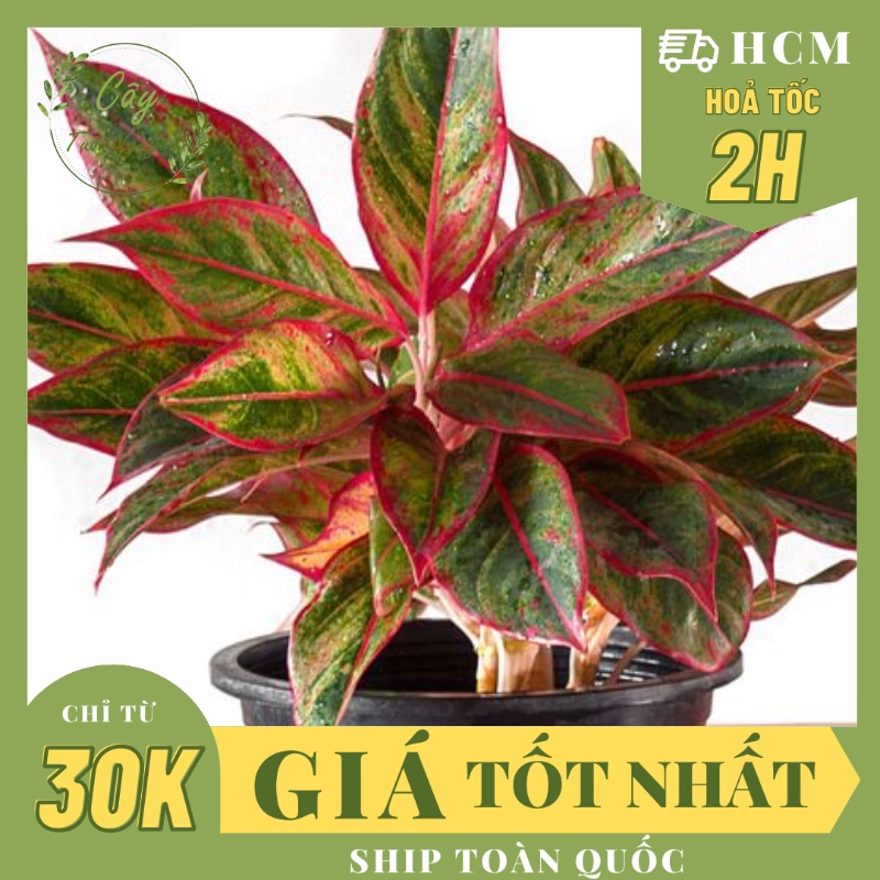 CÂY PHÚ QUÝ, , phong thuỷ hút tài lộc để bàn mini GIÁ RẺ, lọc không khí, Cây Tươi Nguyên CTN0850