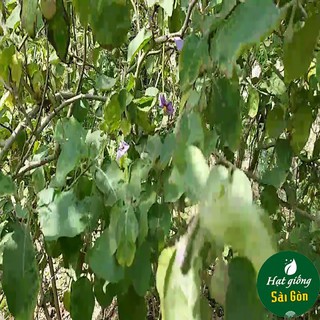 Hạt Giống Cà Pháo Tím