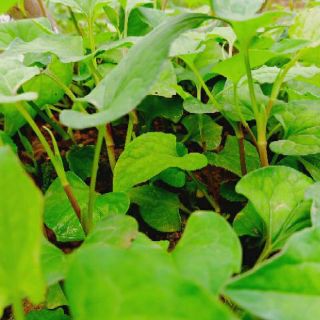 Cây diếp cá ( bầu 5 cây)