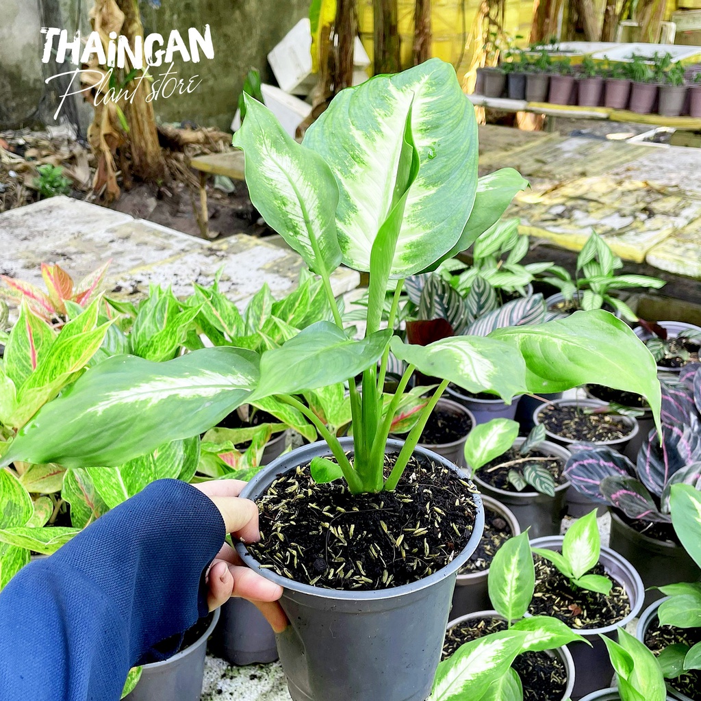 Vạn Niên Thanh - Vườn Ươm Thái Ngân