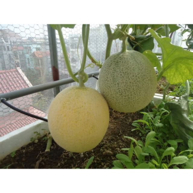 Hạt giống Dưa Lưới Tròn 10 Hạt  giá sỉ