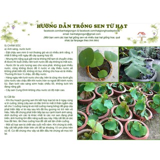 100 hạt sen Cung đình