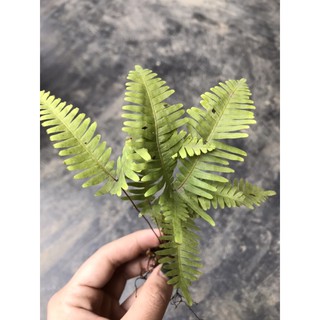 Combo các loại dương xỉ