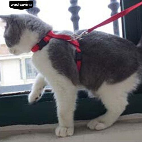 Dây xích cổ bằng nilon màu sắc đáng yêu cho mèo