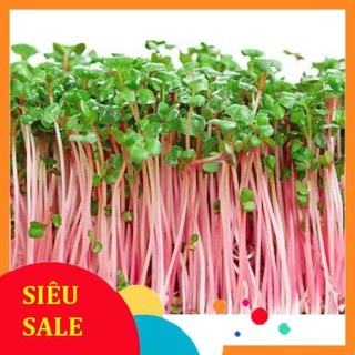 Hạt Giống Rau Mầm Củ Cải Đỏ - Dễ Trồng, Giòn, Ngọt, Dinh Dưỡng Cao