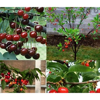Hạt giống Cherry (anh đào)