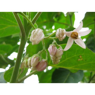 Hạt giống Cà chua thân gỗ