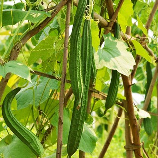 Hạt Giống Mướp Khía Sai Trái Trồng Quanh Năm