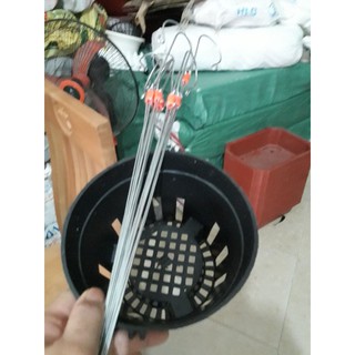 Combo 50 chậu lan đen kèm quai phi 18cm