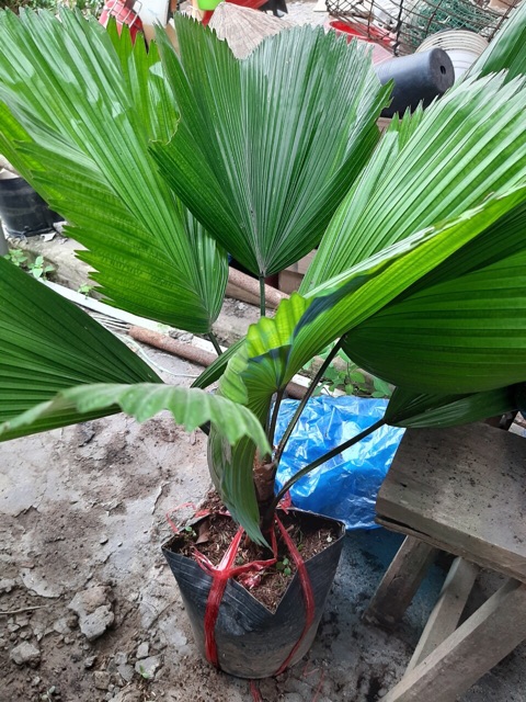 Cây kè Nhật  80cm-90cm