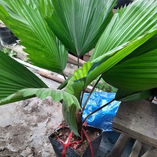 Cây kè Nhật ( cọ nhật) 80cm-90cm