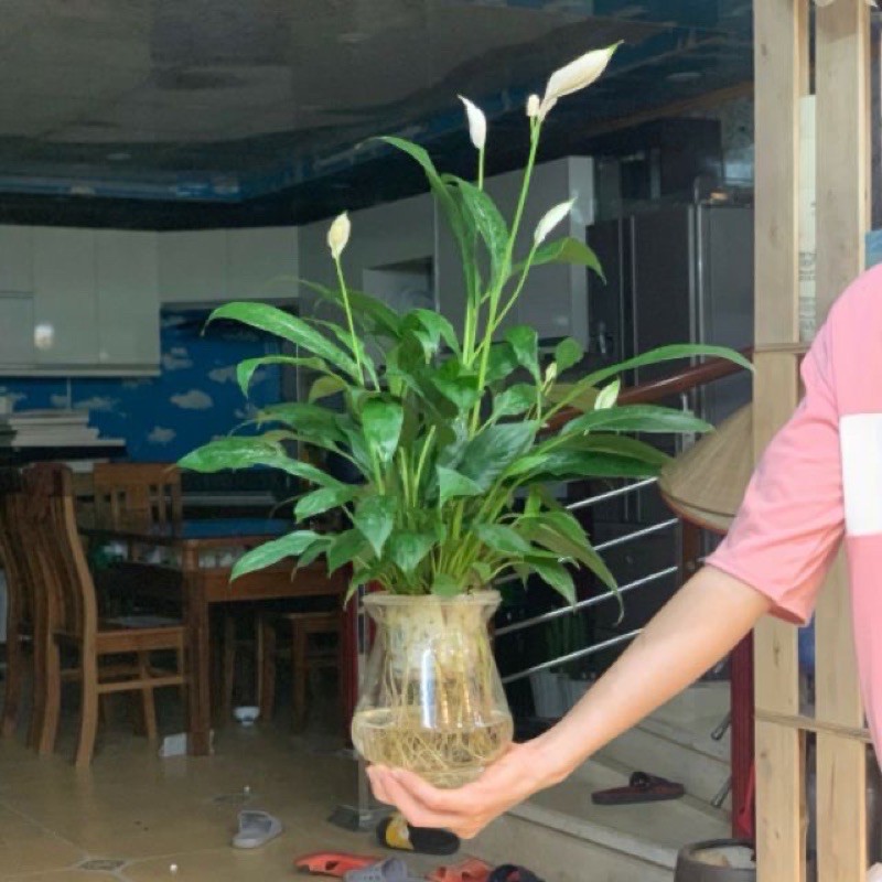 Lan Ý Siêu Bông Thuỷ Sinh