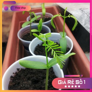 Hạt giống hoa phượng tím đẹp gói 3 hạt LUCKY.VN