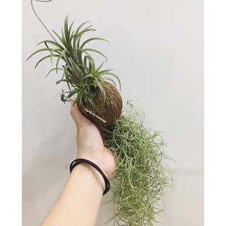 Combo cây không khí trái dừa: kim yến + tóc tiên