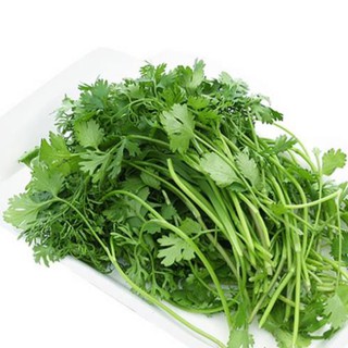 Hạt giống rau ngò rí - rau mùi - rau ngò ta