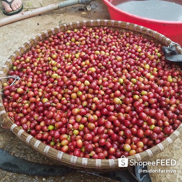 Cà phê sạch Blend 30% Arabica vườn nhà Midori Farm 500g, túi nhôm sang trọng | BigBuy360 - bigbuy360.vn