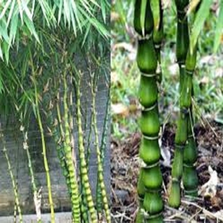 CÂY TRÚC PHẬT BÀ GỬI ĐI NGUYÊN CHẬU