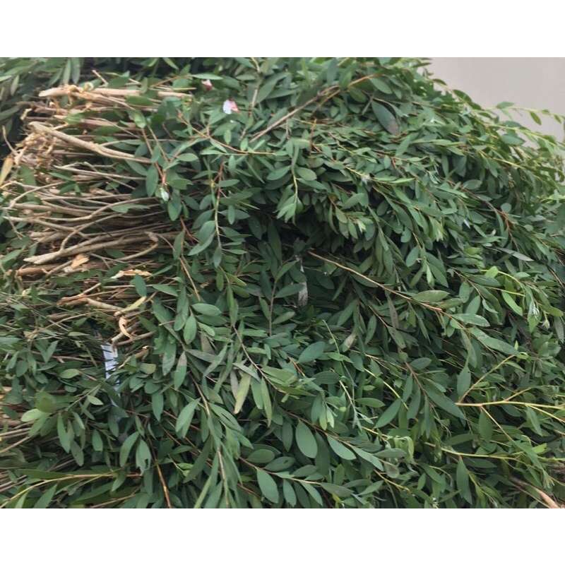 100ml 50ml 5ml Tinh chất Dầu Tràm gió Vinh Cajeput 100% tự nhiên