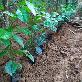 Cây giống: cây húng vịt 🌴mua 4 tặng 1 cây bất kỳ🌴