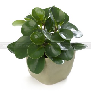 Cây trường sinh mini để bàn