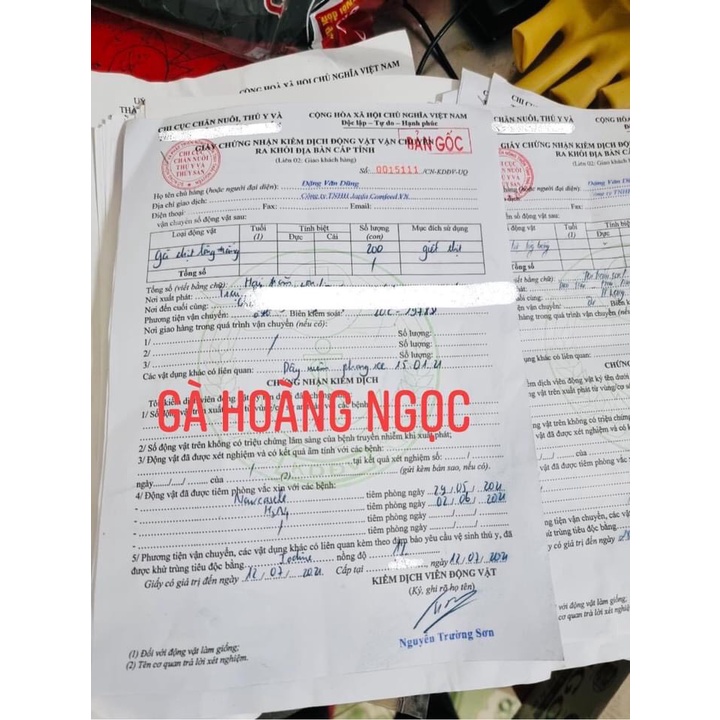 Gà ủ mía thảo mộc đặc biệt - Thực phẩm sạch cấp đông loại 1