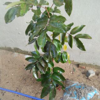 Cây Nhãn Tím ghép khỏe đẹp.