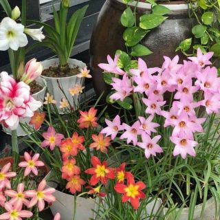 Củ huệ mưa ngoại mua 10củ Tặng 2củ 12màu