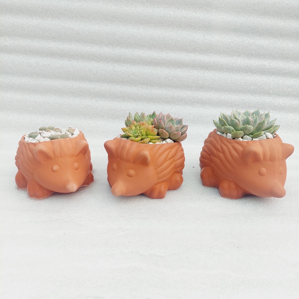 Chậu đất nung, Chậu sen đá - Nhím con, miệng chậu 8cm đến 9cm, chiều cao 7cm
