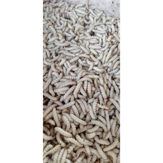 bột cám chim hút mật anh vinh