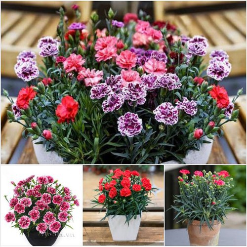 Hạt giống hoa cẩm chướng kép lùn mix màu - 1 gói 50 hạt