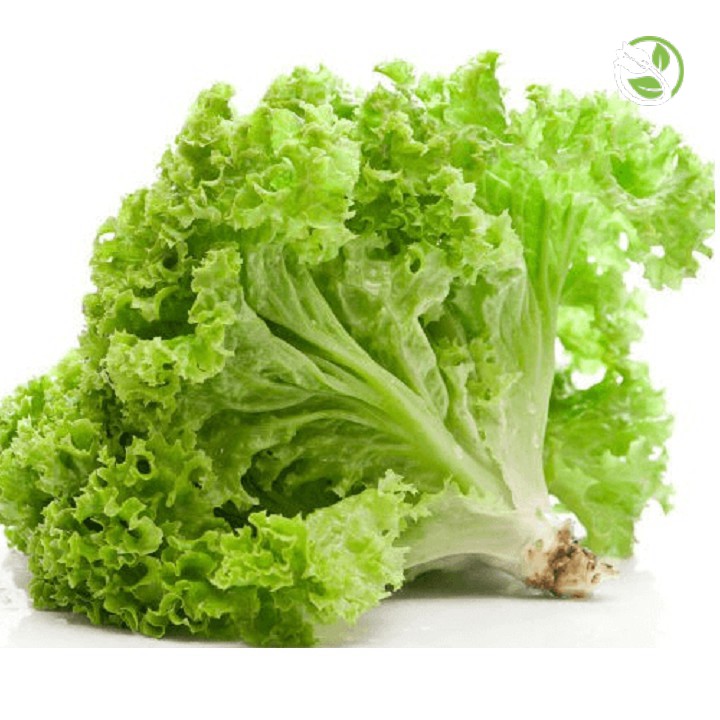 Hạt Giống Xà Lách Xoăn Sư Tử Hạt Đen No.8 Phú Nông - Gói 5g - Grand Rapids Lettuce