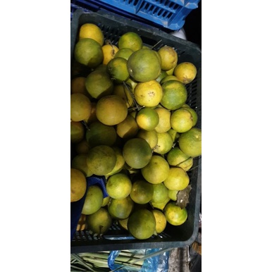 Cam xoàn nguyên trái vườn vĩnh long trồng bao ngon ngọt