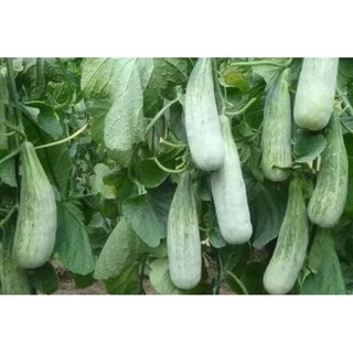 [Big Sale] Hạt giống dưa chuối thơm