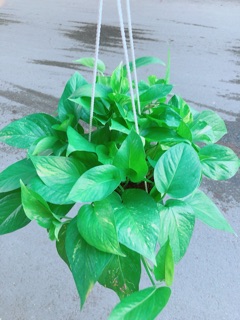 Chậu Trầu Bà Thái Size Đại