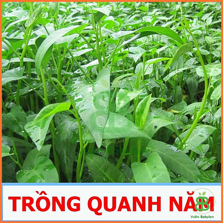 Hạt giống Rau Muống Lá Lớn 50G Dễ Trồng, Năng Suất Cao