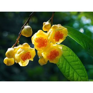 Trà Hoa Vàng ( Kim Hoa Trà )