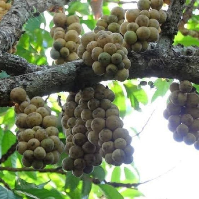 Cây giống bon bòn thái cây ươm hạt có sẵn