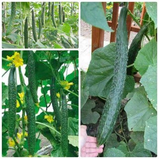 Dưa chuột kiếm Nhật