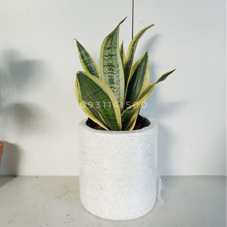 Chậu xi măng đá mài trụ tròn 20x20cm (hỏa tốc)