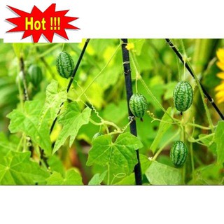 Hạt Giống Dưa Hấu Mini - 10 Hạt
