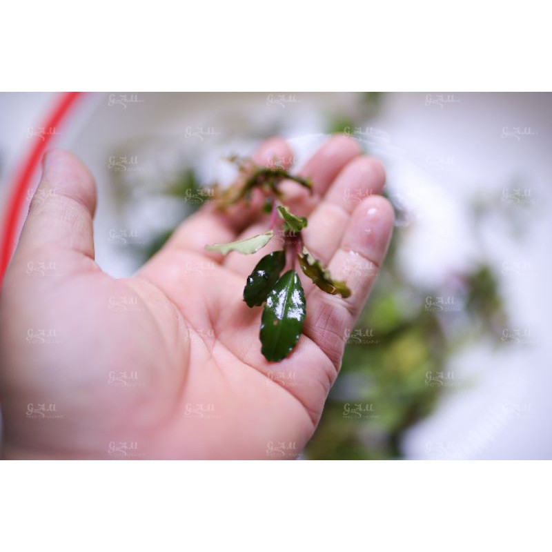 Bucep mix hàng cạn  - hàng về 29.5.2021