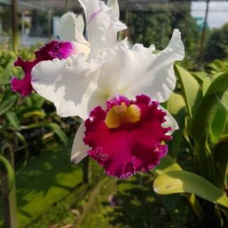 Cattleya trưởng thành sắp hoa, hàng tem chọn chuẩn màu