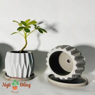 Chậu Cây Miệng Tròn Trồng Xương Rồng Sen Đá Cây Cảnh Mini Bằng Xi Măng Đúc Trang Trí Bàn Làm Việc Văn Phòng